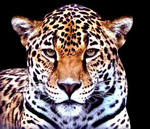 Silent Hunter